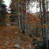 Dans la traversée du bois de Sansanet, jonction avec la piste (1390 m)