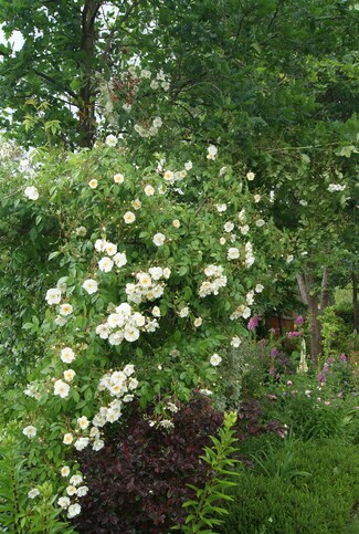 Rosier liane blanc parfumé ' Bobbie James '  