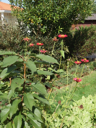 Mon jardin de lotissement, la preuve en images.