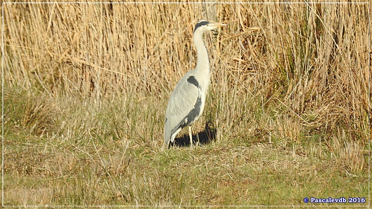 Réserve ornitho du Teich - Décembre 2016 - 8/13