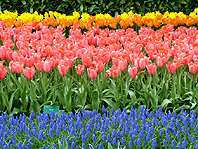 keukenhof1