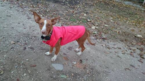 Elio, podenco maneto sauvé de l'errance / SOS PODENCO RESCUE