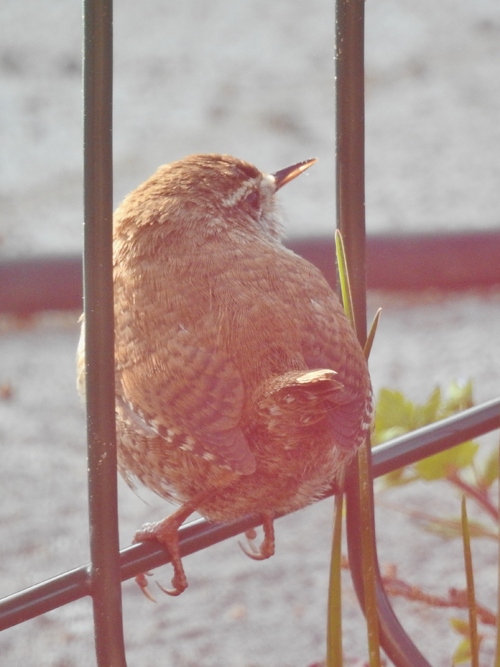 au jardin aujourd'hui