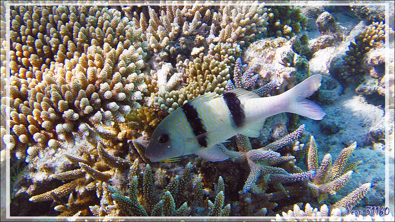 Rouget-barbet à deux taches ou Capucin manuel, Doublebar goatfish (Parupeneus trifasciatus) - Snorkeling à Thudufushi - Atoll d'Ari - Maldives
