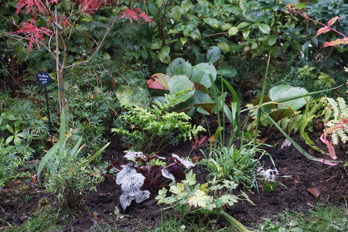 En Automne, je repense le jardin