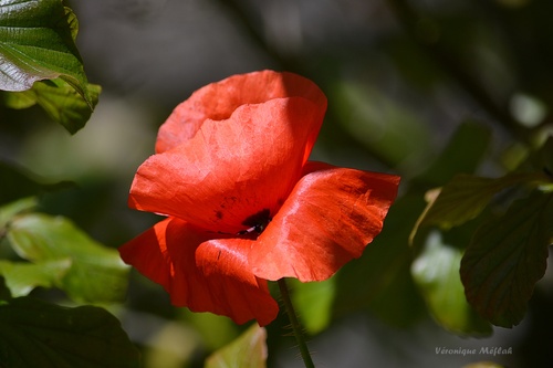 Rambouillet : Jolis coquelicots