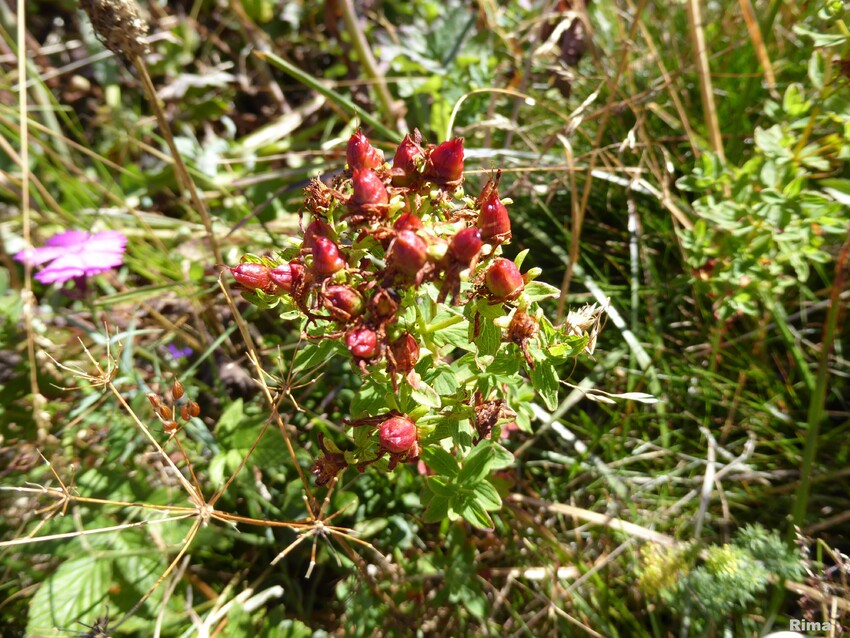 Balade à côté du lac de Guéry.