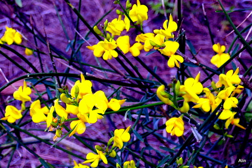 Le temps des fleurs jaunes !