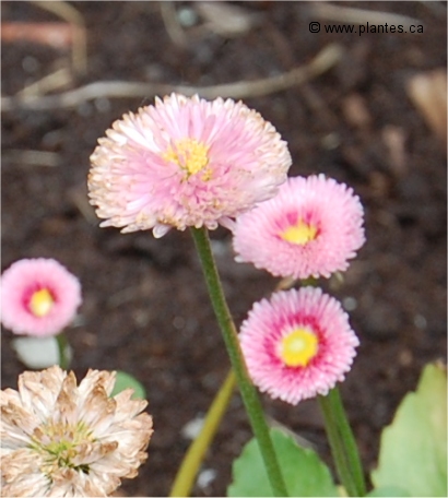 Photo de fleurs de Pâquerette - Bellis perennis