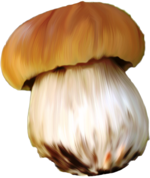 Champignons 7