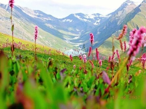 2. The blossoming flowers of Neelam Valley 