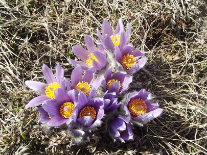 fleurs de montagne