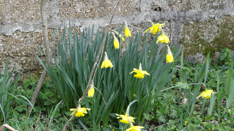 Quelques Mots Jardinier... Février