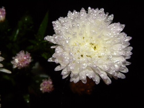 Mon jardin sous la pluie