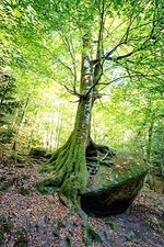 L'arbre pour le Draoidh Fili (Barde Gaélique)