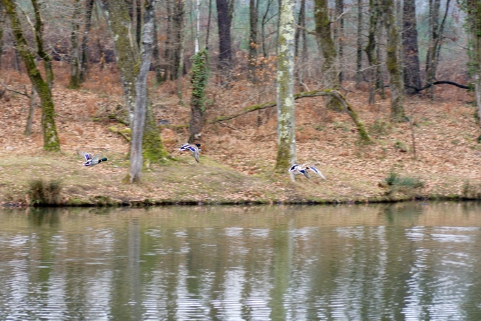 plan d'eau de Saint Pierre du Mont