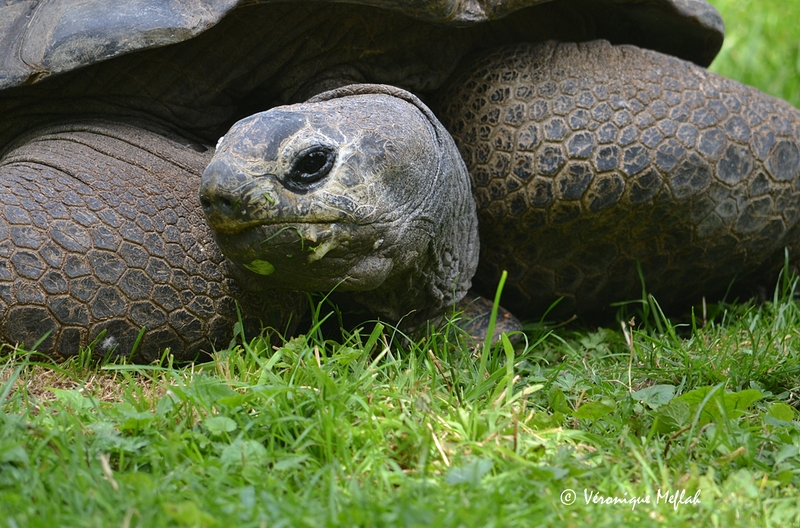 Ménagerie du Jardin des Plantes : Périclès tortue des Seychelles