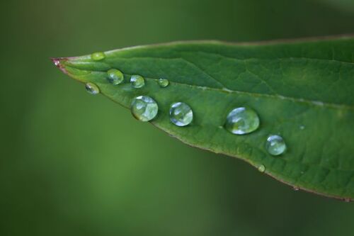 Le jardin comme exutoire (6)