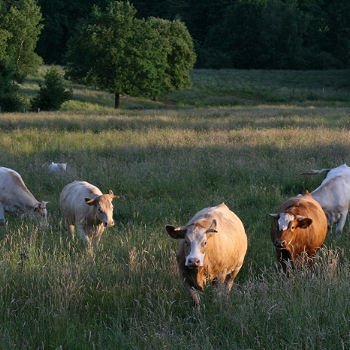 franche-comté 