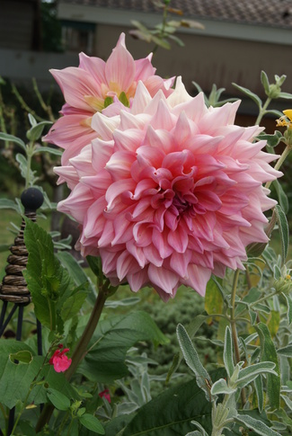 L'opulence du dahlia géant Shiloh Noelle