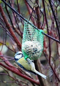 Février au jardin