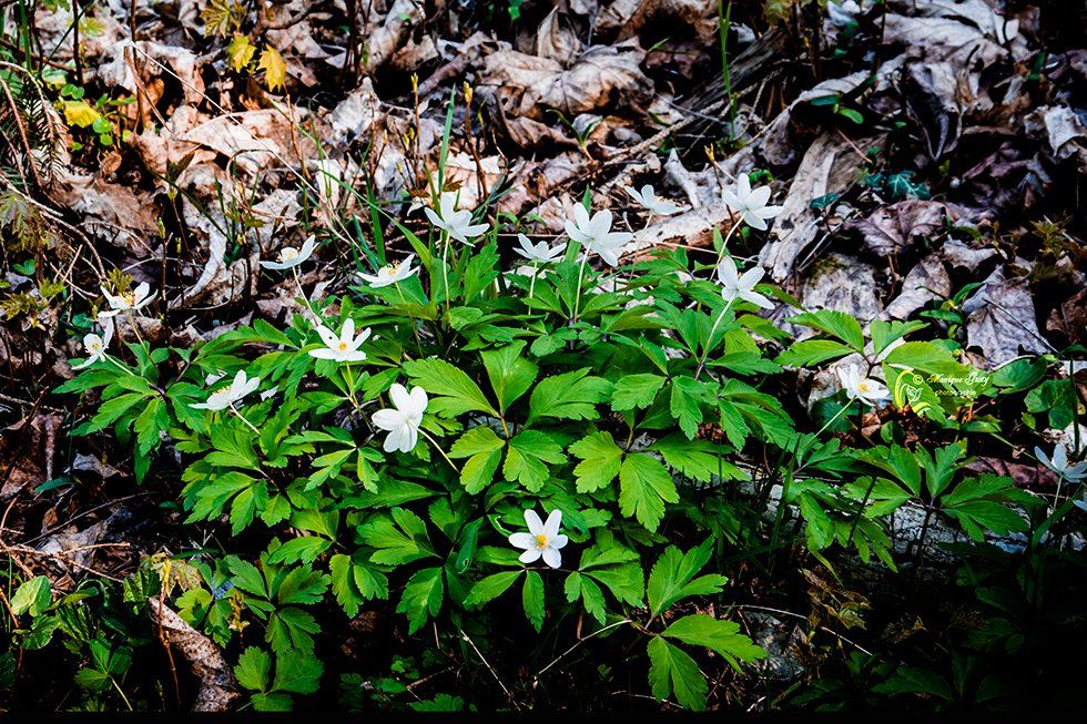 Fleurs blanches sauvages