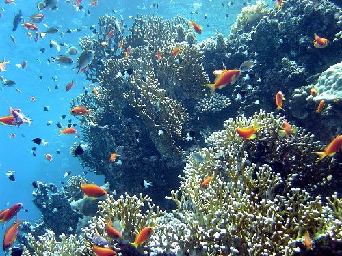 la mer avec des poissons