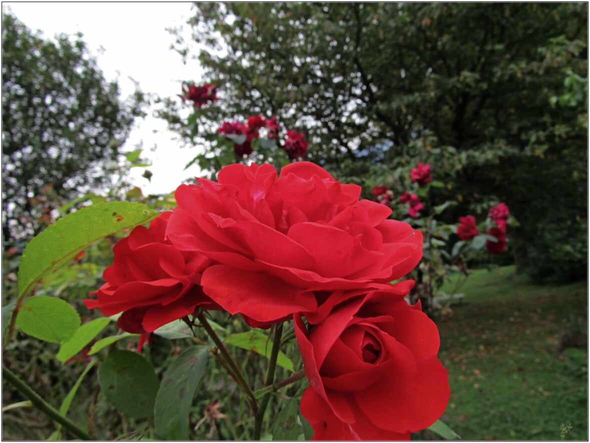 MOI  JE   RESTE  AU  JARDIN