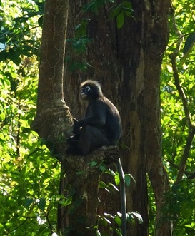 Monkey Malaysia