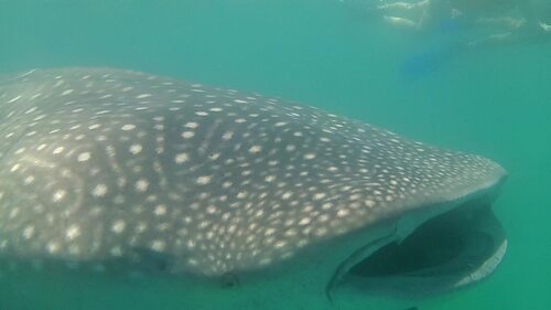 Akumal/îles Holbox