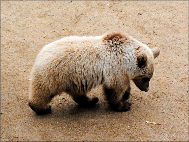 Photo d'un Ourson brun - Zoo de la Boissière du Doré