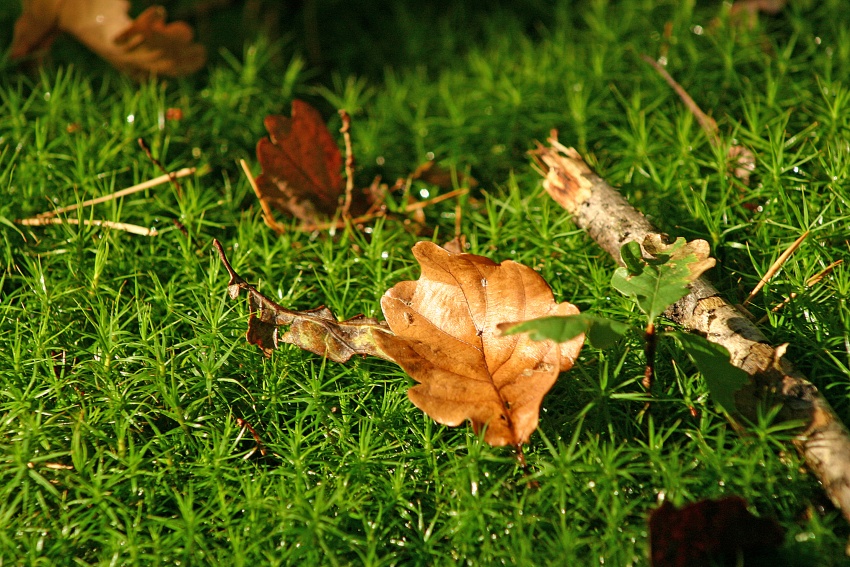 dans la lueur de l'automne