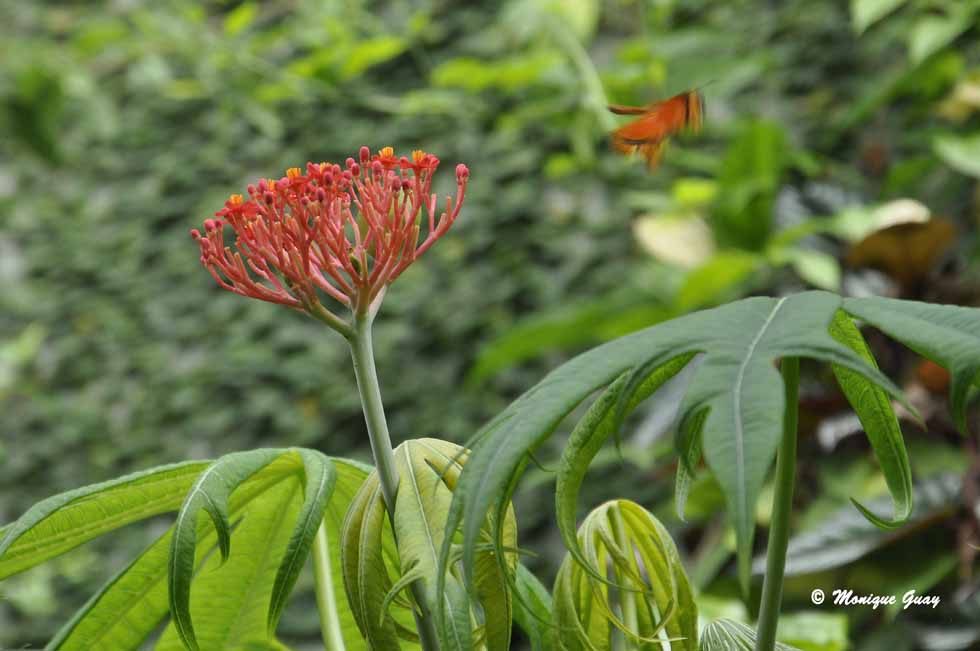 Fleurs du Naturospace de Honfleur