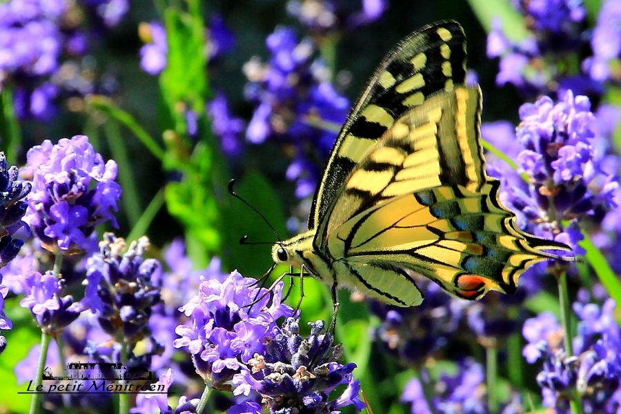 Papillon Machaon de profil (1)