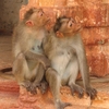 animal_monkeys_couple