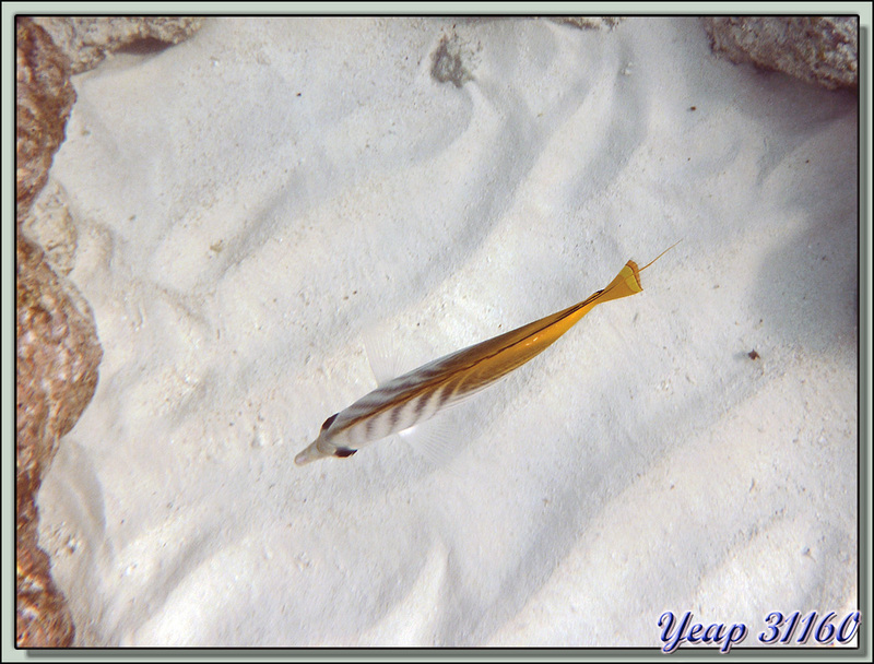 Tranche de poisson-papillon cocher (Chaetodon auriga) - Raira Lagon - Rangiroa - Tuamotu - Polynésie française