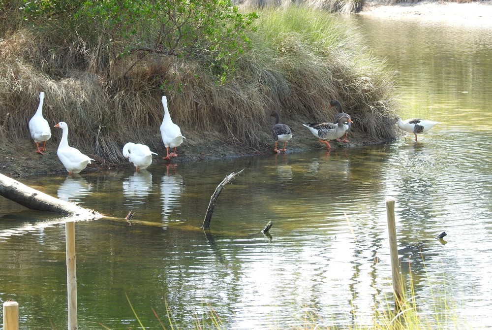 Balade aux Réservoirs de Piraillan : canards et aigrettes...