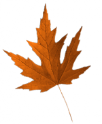 Tubes feuilles