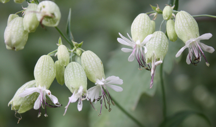 15 Images de fleurs - 2