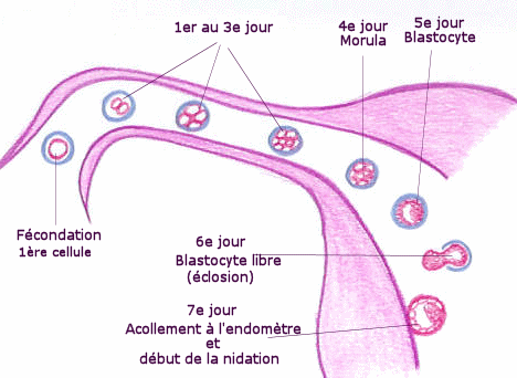 la rencontre des cellules reproductrices