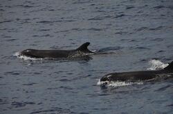 Dauphins, Cachalots et Baleines