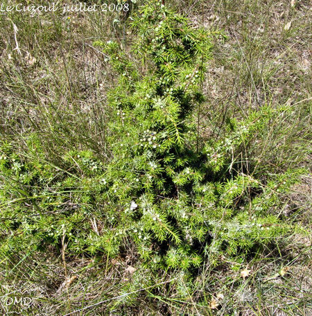 Juniperus communis - genévrier commun