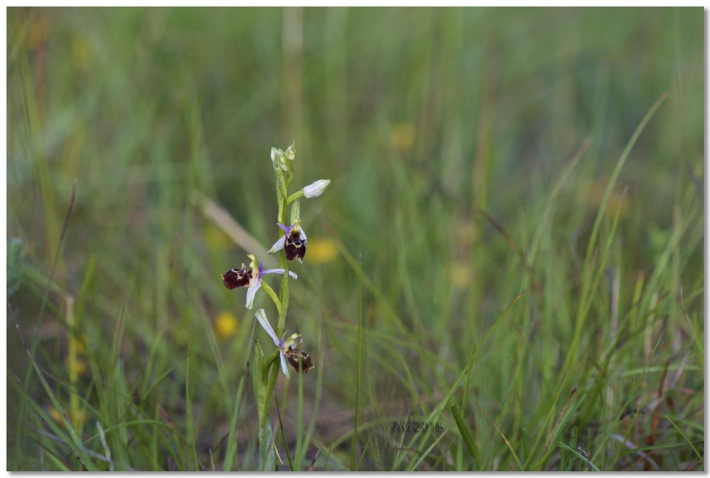 Orchidées découvertes ce matin le long d'un pré : merveilleux