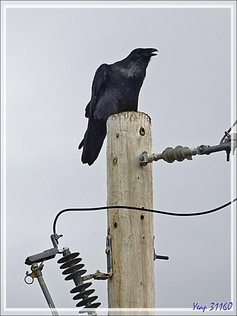 Grand Corbeau, Northern Raven (Corvus corax) - Pond Inlet - Baffin Island - Nunavut - Canada
