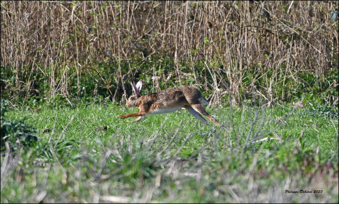 Le marais au fil des saisons (3)