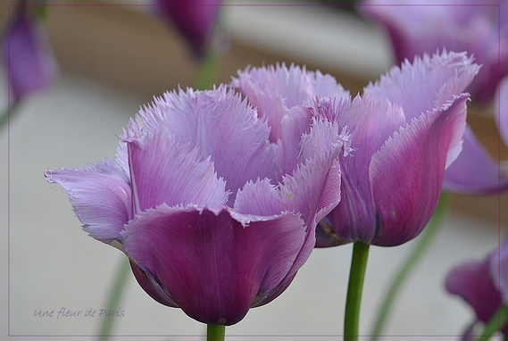 Plus de 200 variétés de tulipes au Parc Floral de Paris - Mai 2014