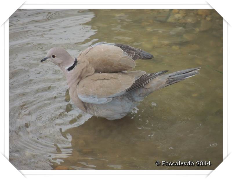 Les oiseaux de "mon" chemin - 4/9