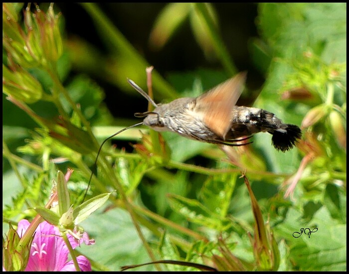 Macroglossum stellatarum.