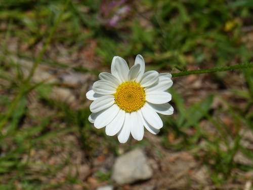 Flore du Plan d'Aups