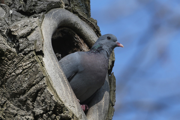 Pigeon colombin, Arenes de Lutèce